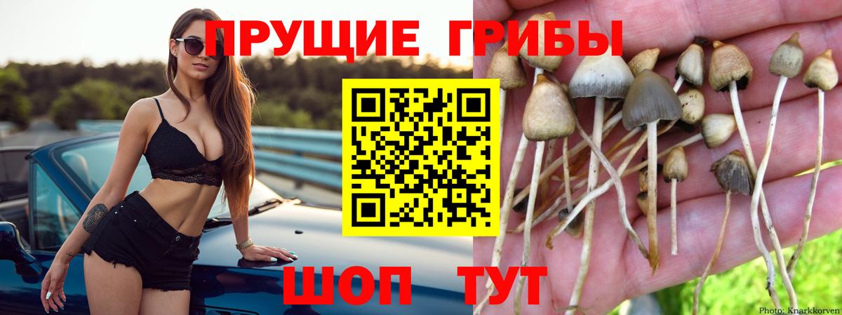 Галлюциногенные грибы Magic Shrooms  Вход с VPN  где купить наркоту  Гусев 